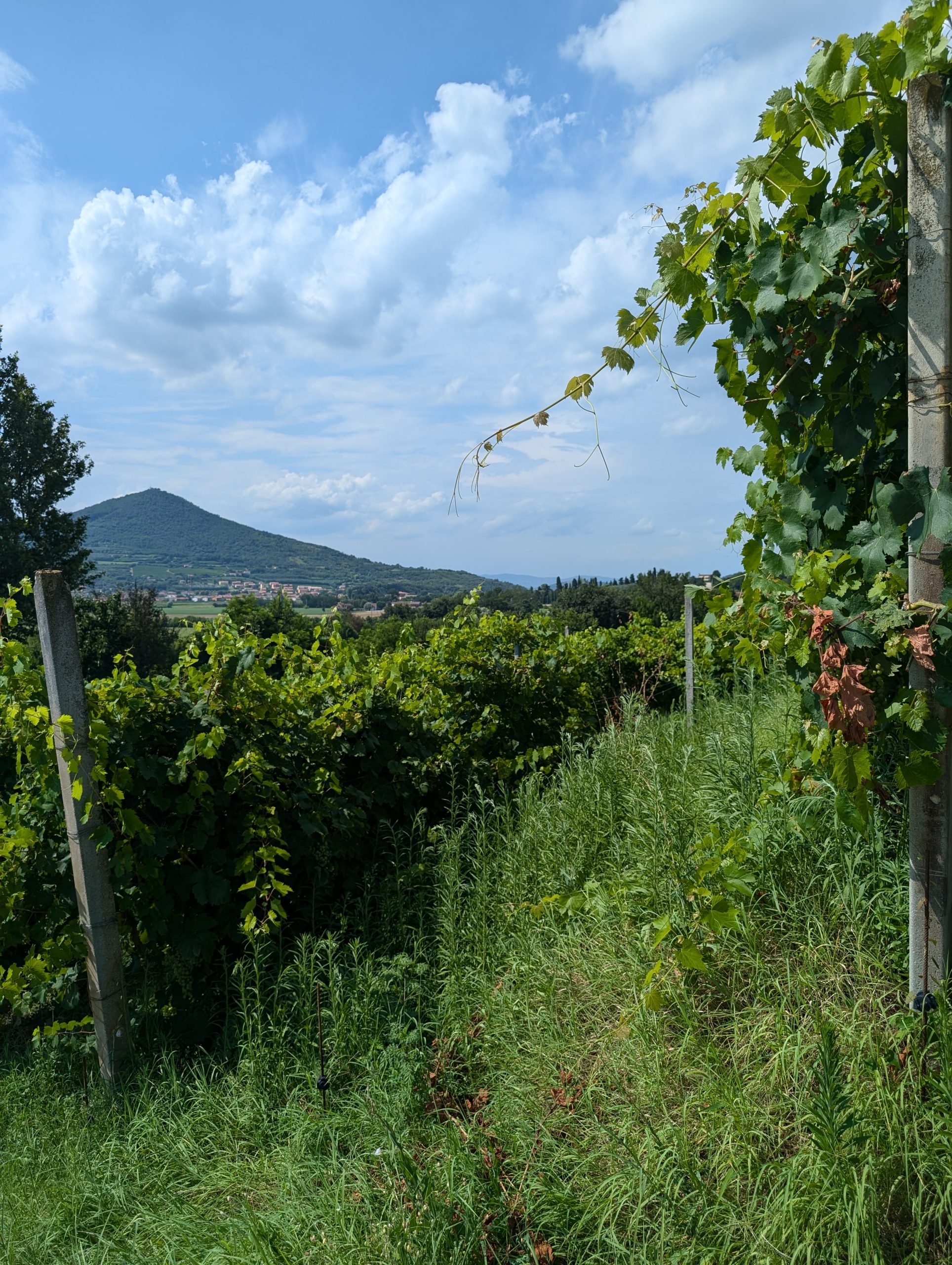 colli euganei