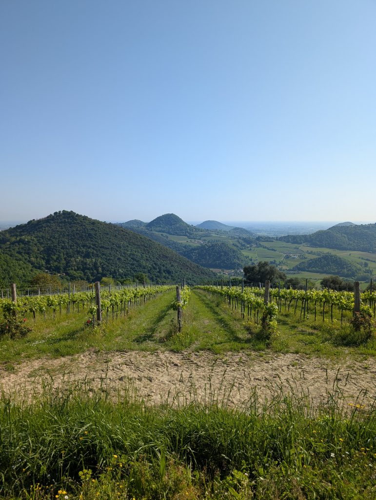 colli euganei