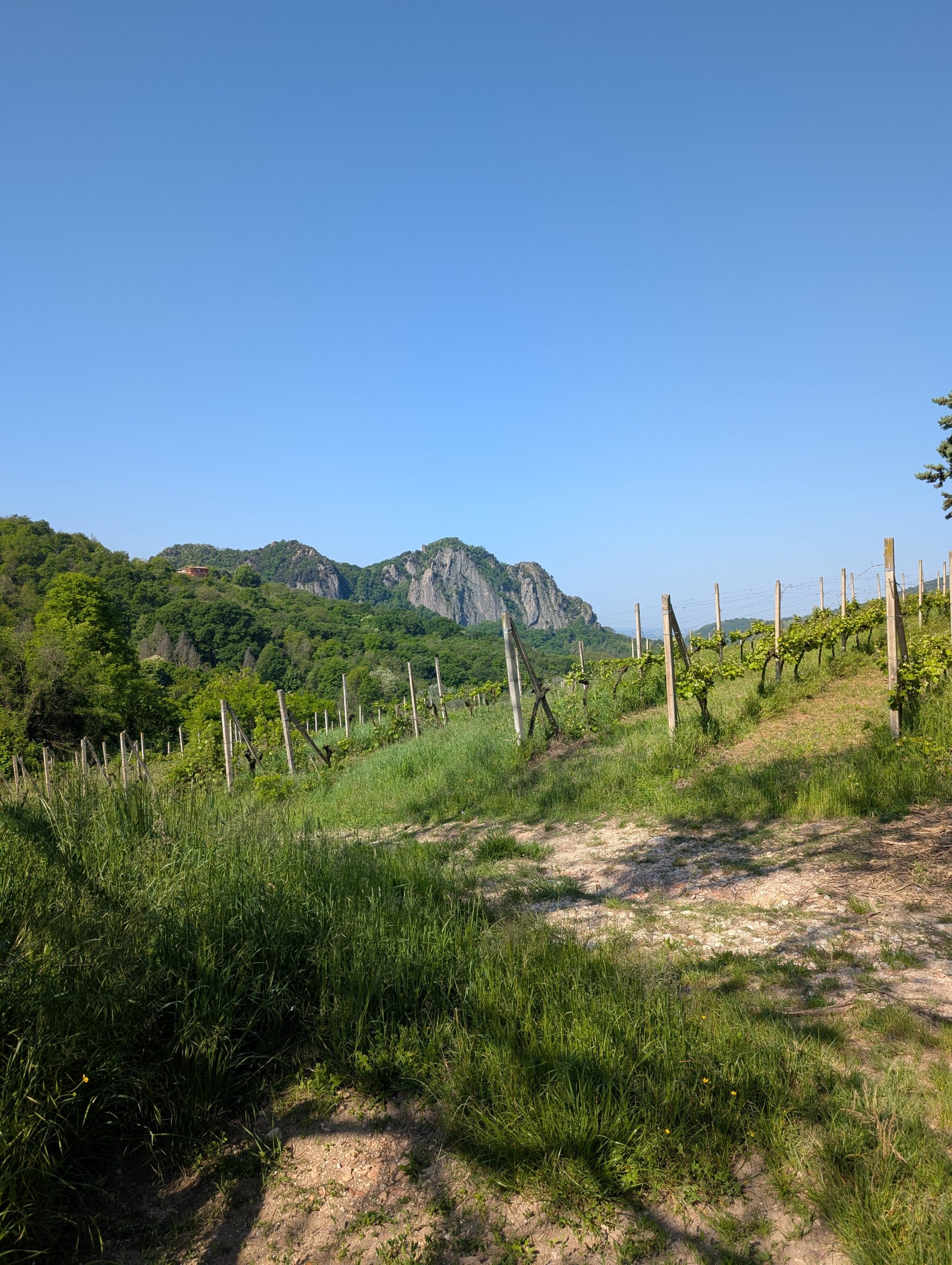 colli euganei