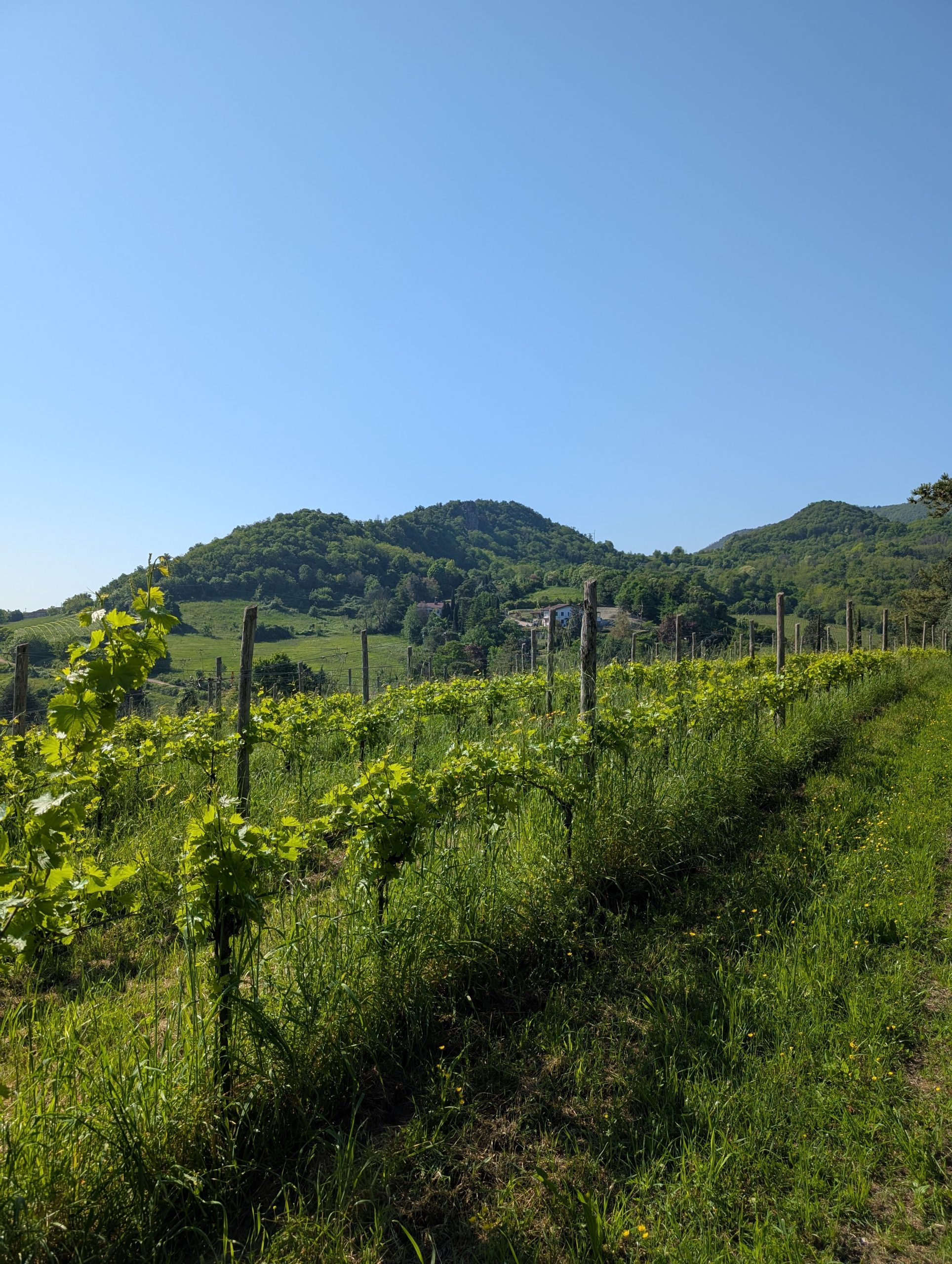 colli euganei