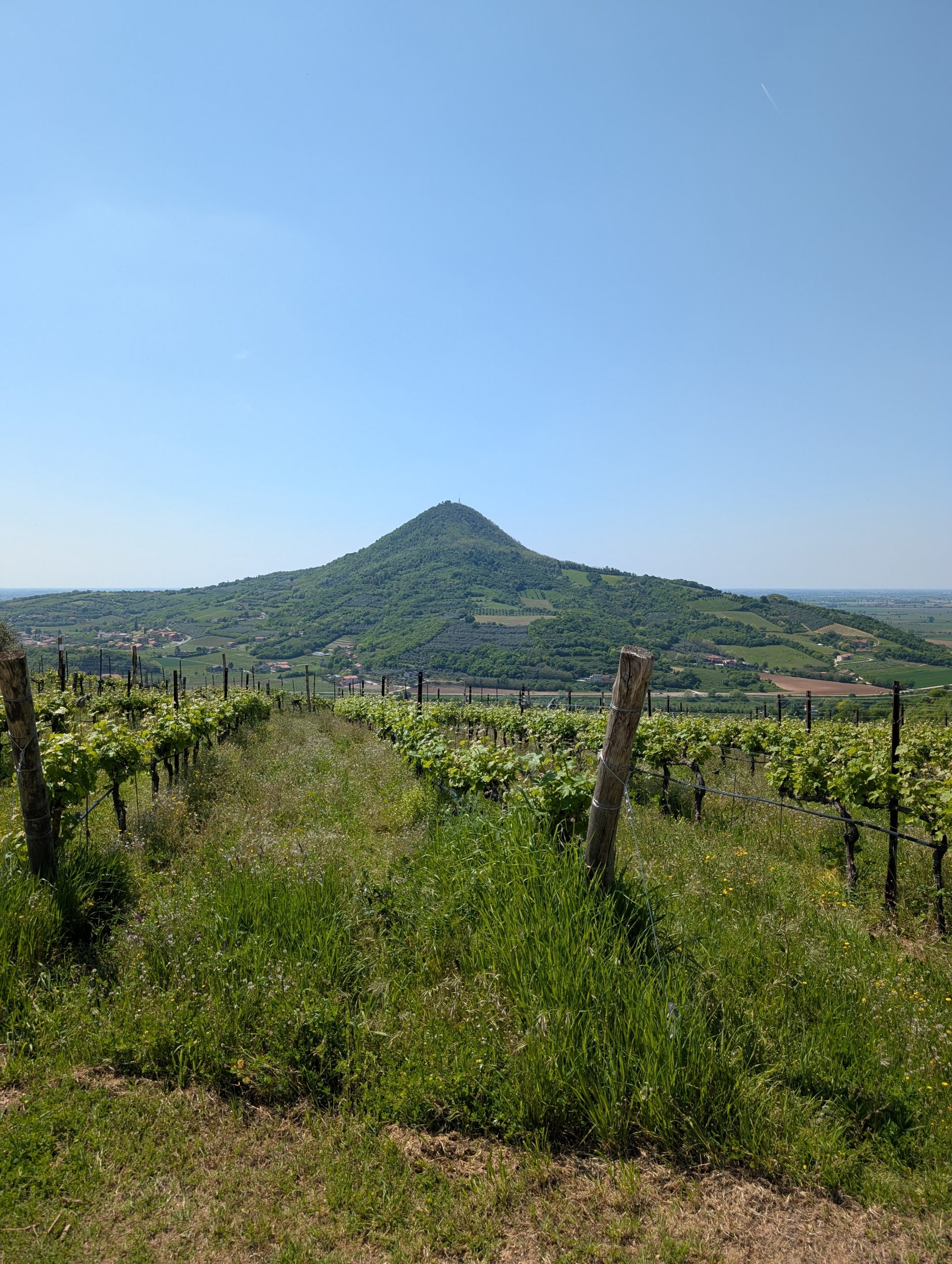 colli euganei
