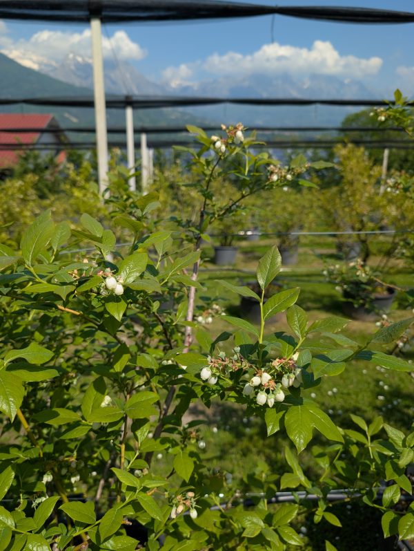 Succo e Polpa di Uva Fragola - La Giasena - immagine 2