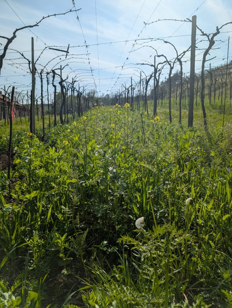 Monte del Cuca - Giovanni Menti